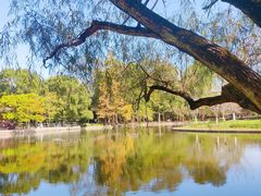 -上海共青森林公园