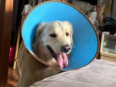 -乐琪宠物医院·犬猫专科·骨外科·急重症