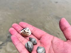 -红树林天天赶海