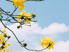 -天适樱花悠乐园
