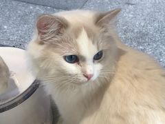 -瞄一喵猫咖(格力海岸店)