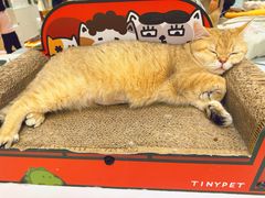 -COLOR PETS 撸猫馆·购猫·猫咖(长风大悦城店)