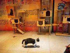 -猫咪博物馆(顶澳仔猫街店)