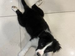 -平行世界·猫咖(首经贸店)