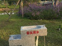 -王借岗森林公园