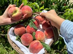 -桃源山庄·水蜜桃采摘·柴火鸡·烧烤团建(龙泉山店)