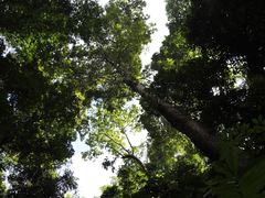 -西双版纳原始森林公园