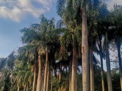 -深圳仙湖植物园