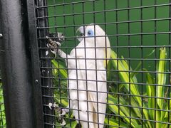 -新加坡飞禽公园