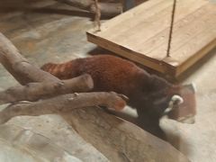 -深圳野生动物园