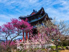 -梅花山(明孝陵内)