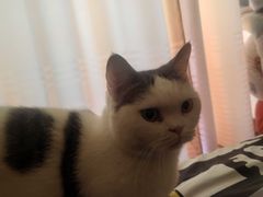 -小叮当动物医院·骨科·眼科