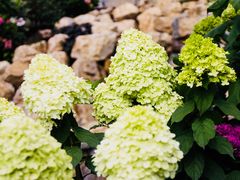 -三圣花乡旅游区