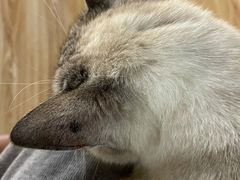 -松果猫咖(桐乡吾悦金街店)