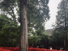 -红螺寺