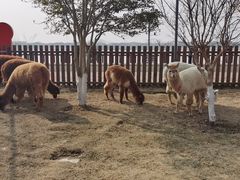 -太阳岛度假酒店