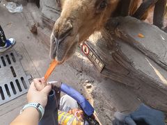 -长鹿旅游休博园