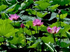 -大兴滨河森林公园