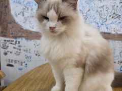 -李小姐の猫咖啡馆(五角场店)