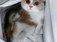 -屋虎猫馆(宝安大仟里店)