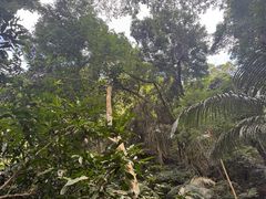 -霸王岭国家森林公园