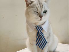 -藏猫猫咖啡主题馆(中央大道店)