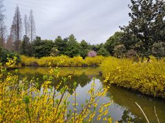 -上海滨江森林公园