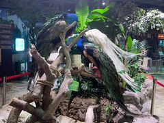 -正佳雨林生态植物园