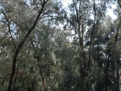 -大京沙滩