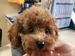 -宠颐生猫科·内科皮肤科(西平世纪城店)