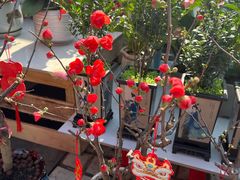 -越秀西湖花市(广州城市广场花卉店)