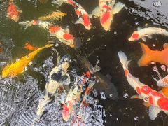 -代术连山回锅肉创始人餐厅(小学店)