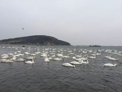 -烟墩角天鹅湖