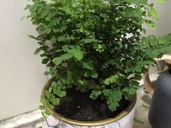-双季花艺园艺市场(浦东店)