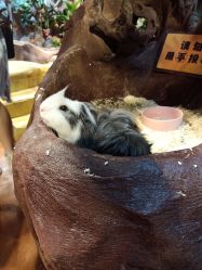 -奇幻萌宠部落(映月湖环宇城店)