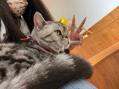 -有猫主题·治愈系猫咖(曾厝垵店)