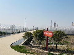 -喜杨洋草莓采摘园