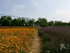 -北京东方普罗旺斯薰衣草庄园