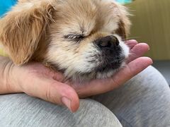 -美联众合动物医院·24h转诊中心