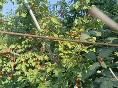 -意大利农场度假村