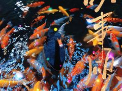 -南宫五洲植物乐园