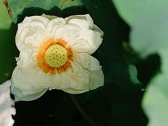 -黄兴公园