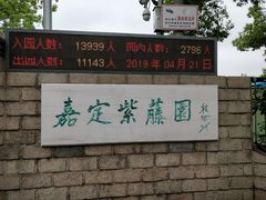 -嘉定紫藤园