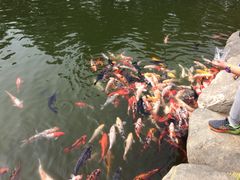 iphone_upload_pic-中国唐苑