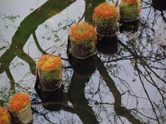 -西湖风景区-江洋畈生态公园