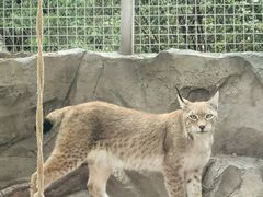 -青藏高原野生动物园