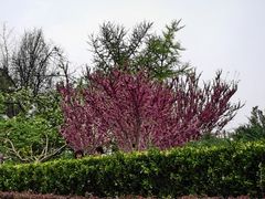 -海棠花溪(元大都城垣遗址公园)