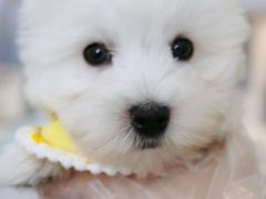 -翊宠yipet猫狗购宠庄园