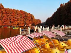 -上海海湾国家森林公园