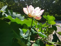 -莲花池公园